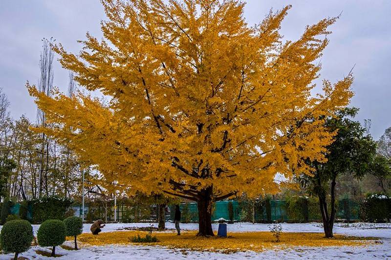 snowfall in kashmir, jammu kashmir showfall, manali, jammu snowfall pics, season first snowfall in kashmir, snowfall pics of himachal pradesh