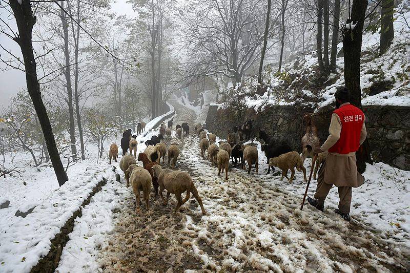 snowfall in kashmir, jammu kashmir showfall, manali, jammu snowfall pics, season first snowfall in kashmir, snowfall pics of himachal pradesh