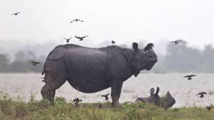 poaching, china, india, tiger, rhino