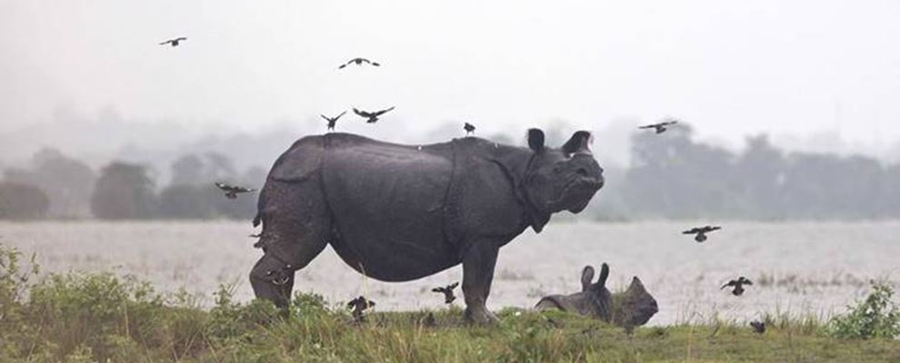 poaching, china, india, tiger, rhino poaching, china, india, tiger, rhino