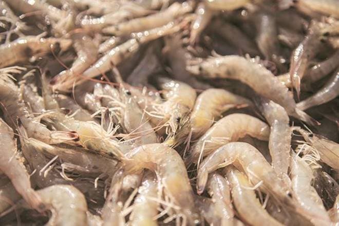 In the first nine months of 2018, Indian shrimp exports to US was 175,838 tonne, against 151,010 in the corresponding period the previous year, a growth of 16 %.
In the first nine months of 2018, Indian shrimp exports to US was 175,838 tonne, against 151,010 in the corresponding period the previous year, a growth of 16 %.