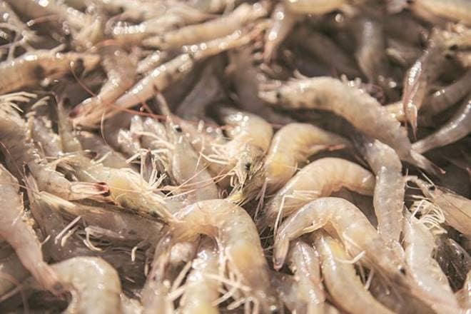 In the first nine months of 2018, Indian shrimp exports to US was 175,838 tonne, against 151,010 in the corresponding period the previous year, a growth of 16 %.


