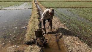 india, seed hub, seed hub in Asia, Indian seed companies, Access to Seeds Index, Thailand-based East-West Seed, farmer productivity, economy news