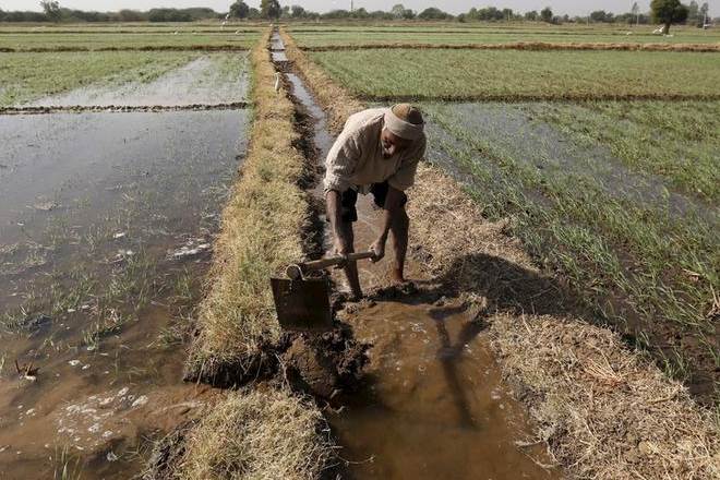 india, seed hub, seed hub in Asia, Indian seed companies, Access to Seeds Index, Thailand-based East-West Seed, farmer productivity, economy news