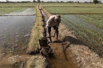 india, seed hub, seed hub in Asia, Indian seed companies, Access to Seeds Index, Thailand-based East-West Seed, farmer productivity, economy news