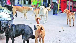alwar, rajasthan elections, rajasthan assembly elections, cow vigilantism, stray animals