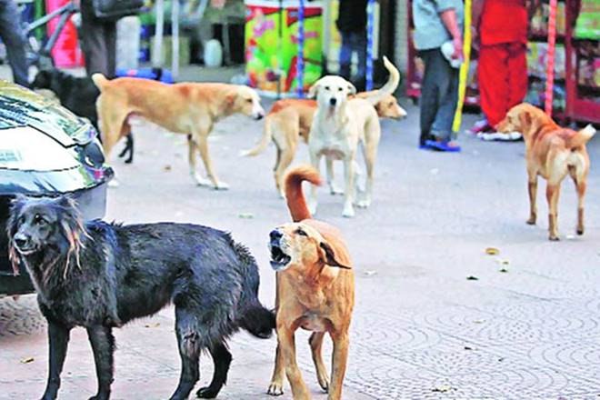 alwar, rajasthan elections, rajasthan assembly elections, cow vigilantism, stray animals alwar, rajasthan elections, rajasthan assembly elections, cow vigilantism, stray animals