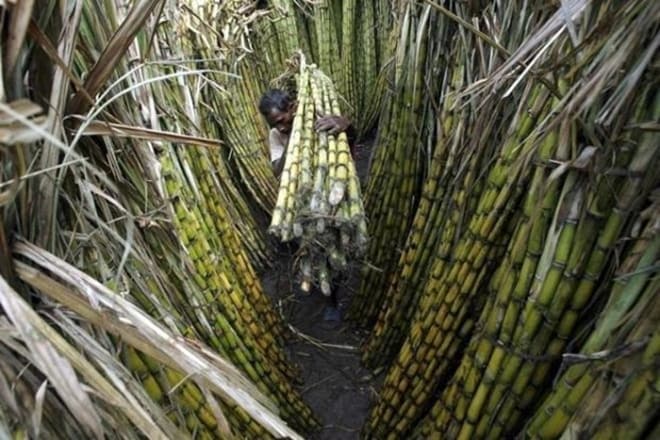 sygarcane, s=ugarcane industry, farming sector