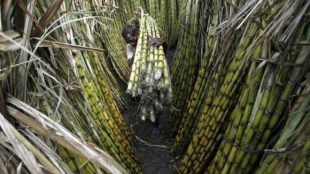 sygarcane, s=ugarcane industry, farming sector