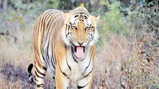 tiger killed in uttar pradesh, uttar pradesh tiger killed, avni, tiger avni