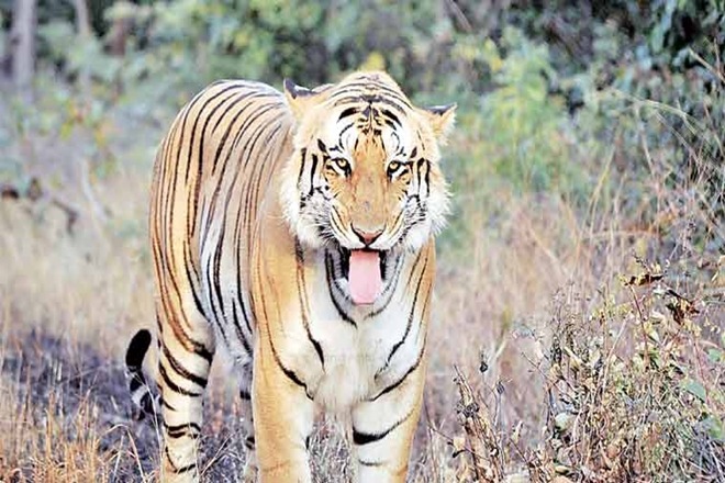 tiger killed in uttar pradesh, uttar pradesh tiger killed, avni, tiger avni