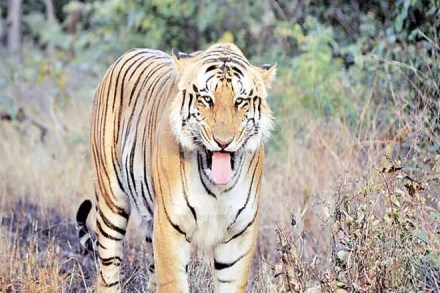 tiger killed in uttar pradesh, uttar pradesh tiger killed, avni, tiger avni