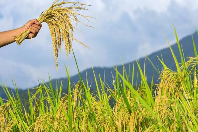 UPL set to acquire Bioquim Group to enhance presence in Central America ...