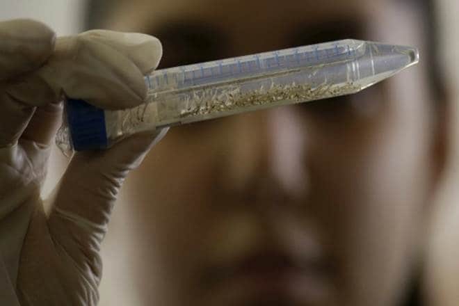 Further research to validate the antibodies' potential is still on.