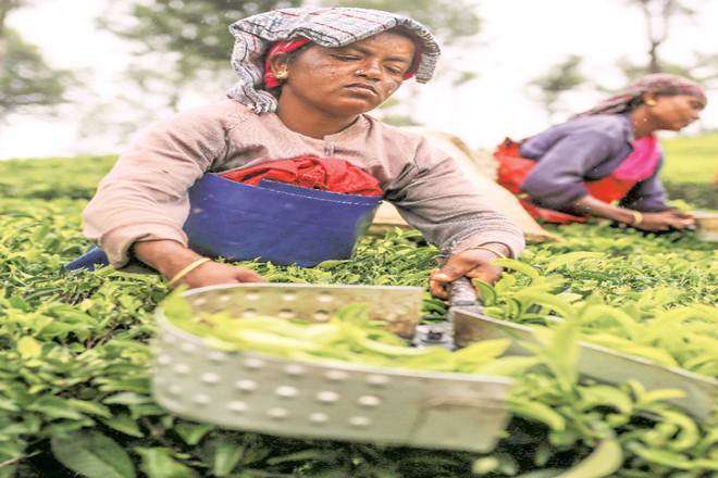 India tea may benefit from Sri Lanka wage hike,Vietnam problems India tea may benefit from Sri Lanka wage hike,Vietnam problems