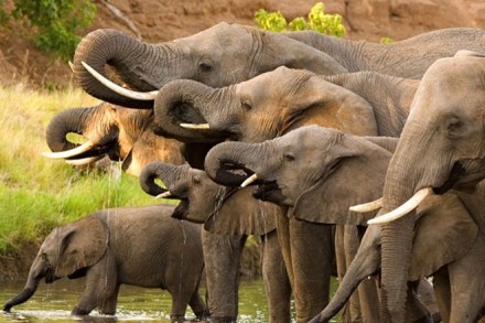 Encompassing the data of 519 elephants, the records are meant to resolve the issues of data forgery, ownership, and other malpractices of the trade, the officials claim.