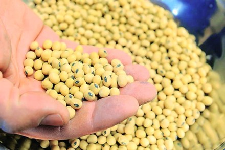 According to SEA, prior to the ban in 2012, China used to import nearly half a million tonne of oilmeals — rapeseed meal 3.5-4 lakh tonne, and 1 lakh tonne of soybean meal — from India.