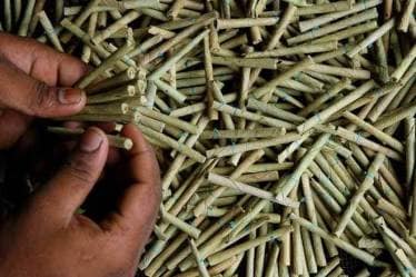 Bidi smoking cost India 805.5 billion last year: Study
