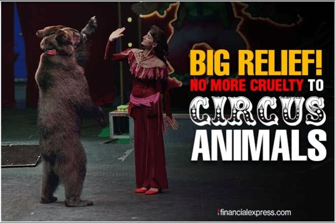 The Mexico city's legislator's famous words as she introduced the bill is that it "isn't in a bear's nature to wear roller skates or in the elephant's nature to sit on a stool.'' 
