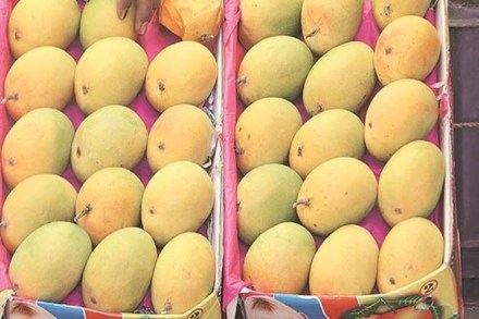 Kazakhstan, Kazakhstan wants indian mangoes, india kazakhstan, Nursultan Nazar, bayev, Central Asia