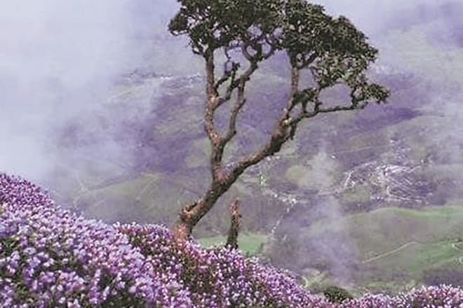 Munnar, Kerala (IE)