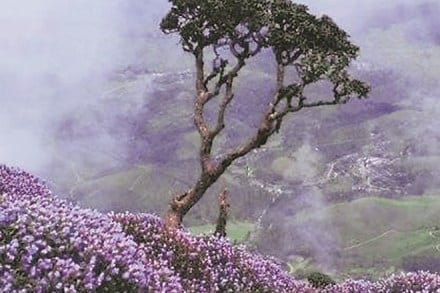Munnar, Kerala (IE)