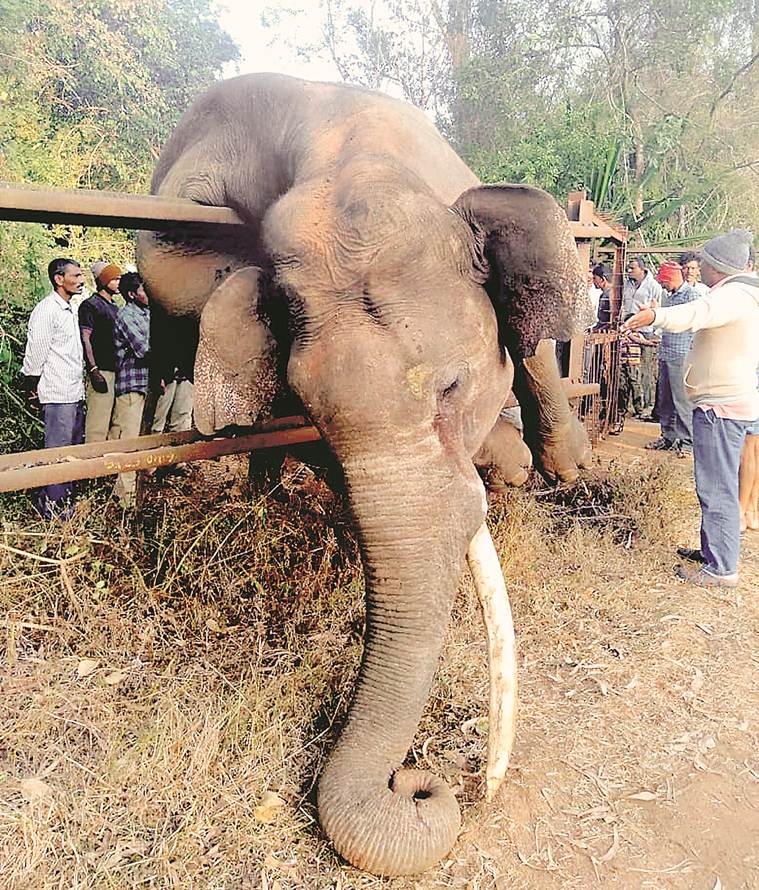 Odisha: 120 elephants rampage through Mayurbhanj district; destroy houses, crops; Watch Video Odisha: 120 elephants rampage through Mayurbhanj district; destroy houses, crops; Watch Video