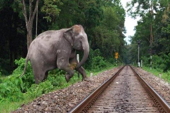 Elephant chokes to death in Karnataka after getting stuck in a fence Elephant chokes to death in Karnataka after getting stuck in a fence