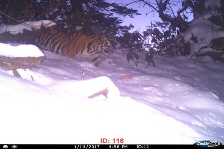 In Arunachal Pradesh, first photo evidence of India’s only snow tigers bring cheers In Arunachal Pradesh, first photo evidence of India’s only snow tigers bring cheers