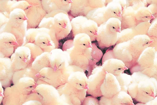poultry, poultry sector, poultry industry