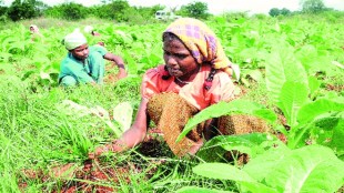 tobacco, tobacco news