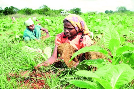 tobacco, tobacco news tobacco, tobacco news