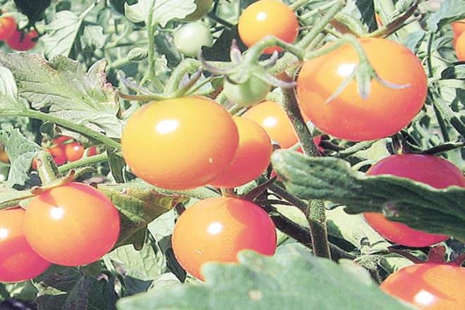 Once exploiters, truck drivers change the lives of Jharkhand’s tomato growers