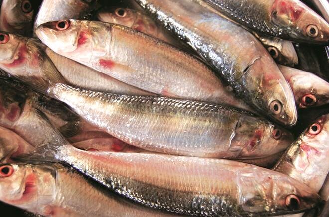 Sardine production to be affected by El Nino, says marine research body 