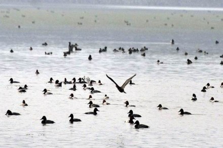Last winter a total of 8,93,390 birds belonging to 147 different species had been counted in the Chilika lake (Express File Photo) Last winter a total of 8,93,390 birds belonging to 147 different species had been counted in the Chilika lake (Express File Photo)