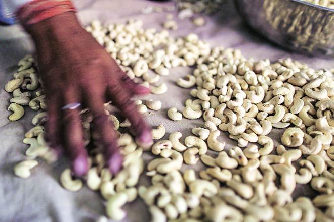 Demand of cashew, cashew, cashew news