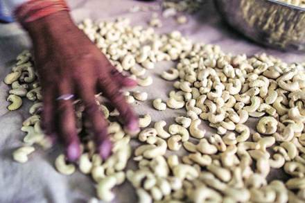 Demand of cashew, cashew, cashew news
