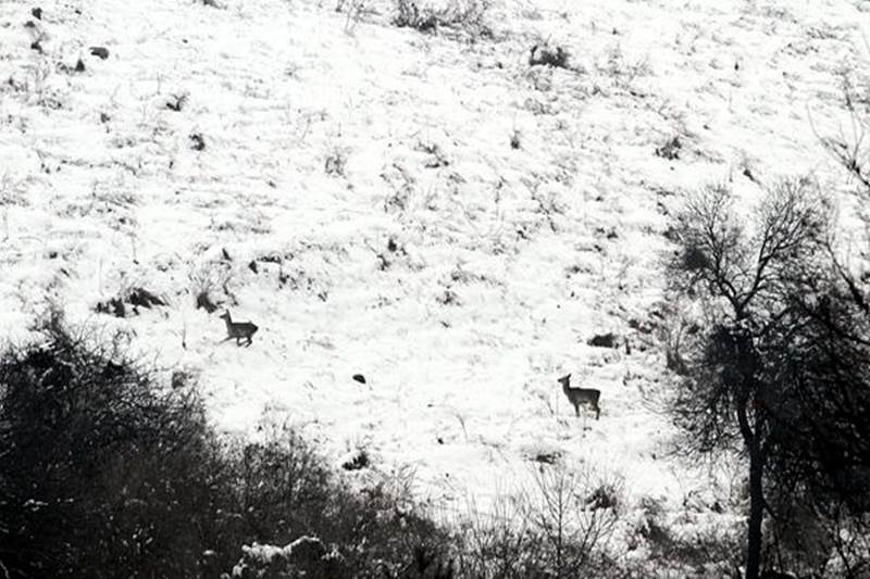 snowfall, snowfall in india, snowfall in manali, snowfall in shimla, cold wave, cold wave in north india, cold wave india, cold wave shimla, shimla temperature, shimla weather, shimla snowfall, shimla news, shimla in january, manali, manali temperature, manali weather, manali snowfall, manali news, himachal pradesh, himachal pradesh news, himachal pradesh temperature, himachal pradesh cities, jammu and kashmir, jammu and kashmir news, jammu and kashmir weather, jammu and kashmir temperature, kashmir, kashmir temperature, weather in kashmir, kashmir temperature today, kashmir temperature today, kashmir snowfall,