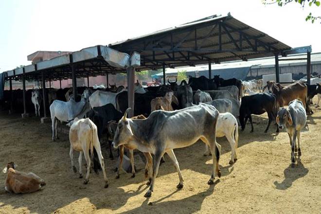 Ashok Gehlot, BJP, Hingonia gaushala, jaipur, Rajasthan chief minister, Vasundhara Raje government Ashok Gehlot, BJP, Hingonia gaushala, jaipur, Rajasthan chief minister, Vasundhara Raje government