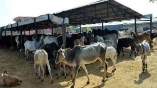 Ashok Gehlot, BJP, Hingonia gaushala, jaipur, Rajasthan chief minister, Vasundhara Raje government