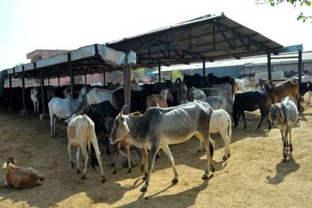 Ashok Gehlot, BJP, Hingonia gaushala, jaipur, Rajasthan chief minister, Vasundhara Raje government