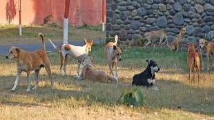 Stray dogs killed 7 year old, Odisha, Mayurbhanj district