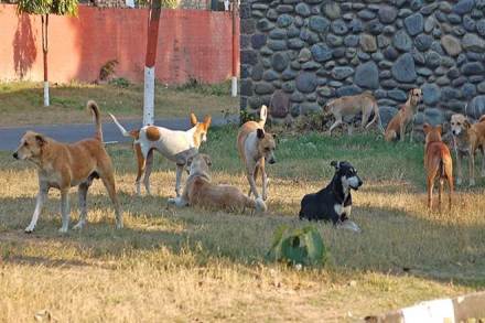 Stray dogs killed 7 year old, Odisha, Mayurbhanj district