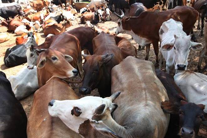 Cow cess in Uttar Pradesh Cow cess in Uttar Pradesh