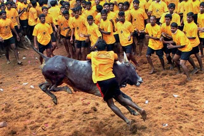 jallikattu, jallikattu injury, bull, bull tamers, Tamil Nadu, Pongal festivities, heart attack, India news