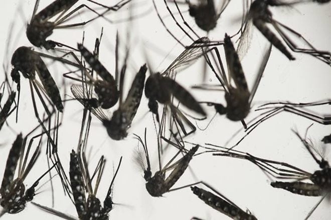 Insects are fundamental to ecological balance, so their dying out spells grim news for us humans.