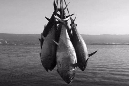 tuna, tuna fish, japan