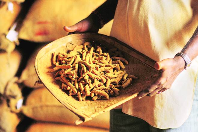Higher output of turmeric could lower prices in current season