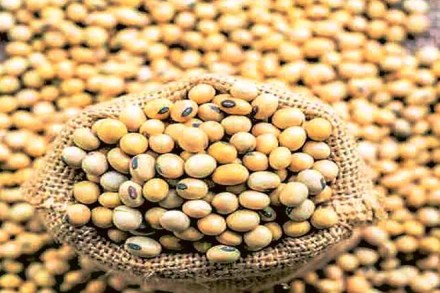 Maharashtra farm commission urges govt to ban import of GM soyabean Maharashtra farm commission urges govt to ban import of GM soyabean