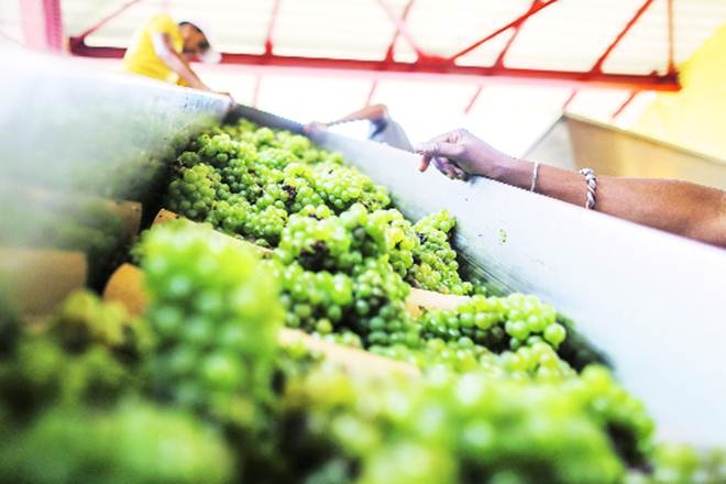 Russia, Sri Lanka halt Indian grape imports over pest certificate Russia, Sri Lanka halt Indian grape imports over pest certificate
